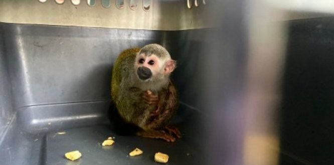 La Alcaldía Local de Kennedy rescató un mono ardilla en el barrio María Paz