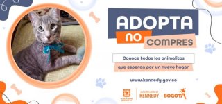 29 gaticos y perritos en Kennedy están buscando hogares llenos de amor