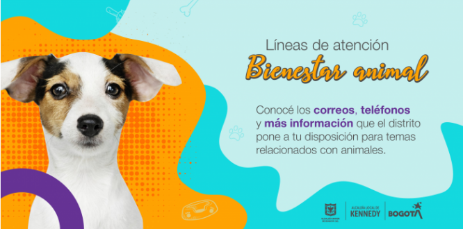 Ten a la mano estas líneas para temas de animales