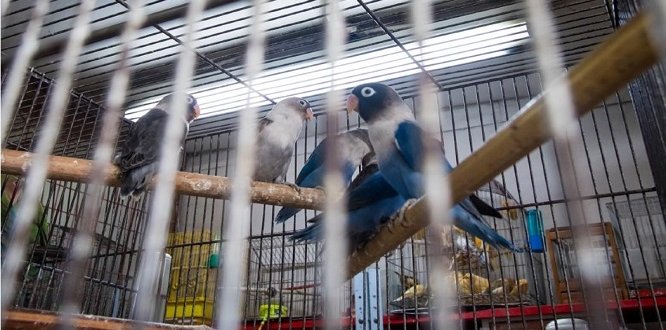 Imagen En la Plaza Distrital de Kennedy y en ninguna otra de Bogotá se podrán vender animales vivos En la Plaza Distrital de Kennedy y en ninguna otra de Bogotá se podrán vender animales vivos