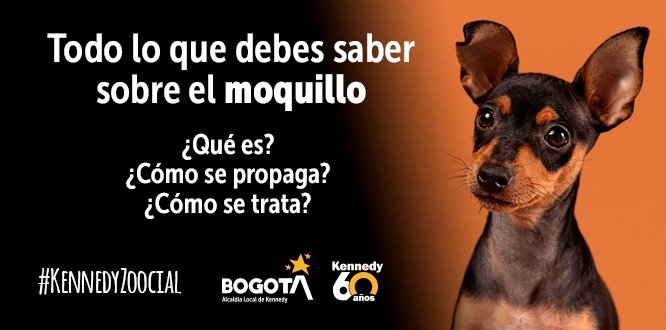 Todo lo que debes saber sobre el moquillo canino