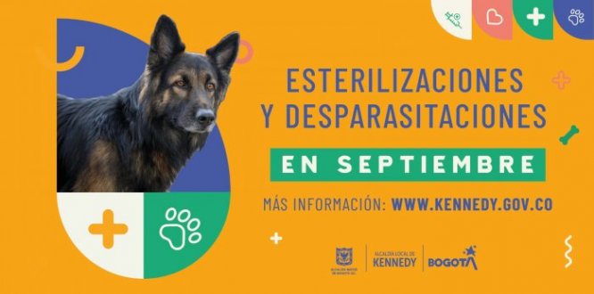 Las jornadas de esterilización de la Alcaldía Local de Kennedy no se detienen: en septiembre tendremos 780 cupos