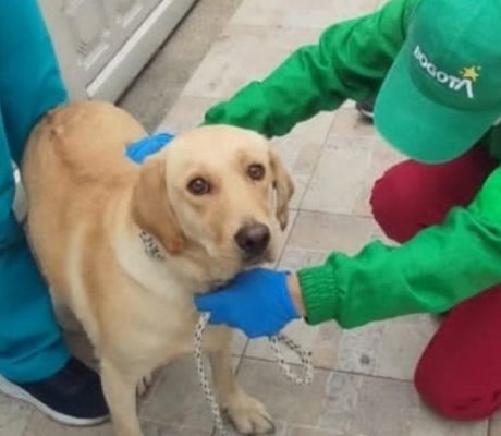 720 cupos para esterilización de mascotas en Kennedy para marzo
