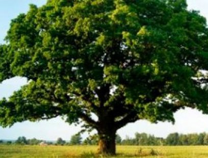 Día del Árbol