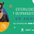 900 cupos de esterilización para animales de compañía tendrá la Alcaldía Local de Kennedy en agosto
